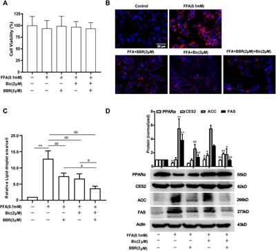 Combined Use of Bicyclol and Berberine Alleviates Mouse Nonalcoholic Fatty Liver Disease